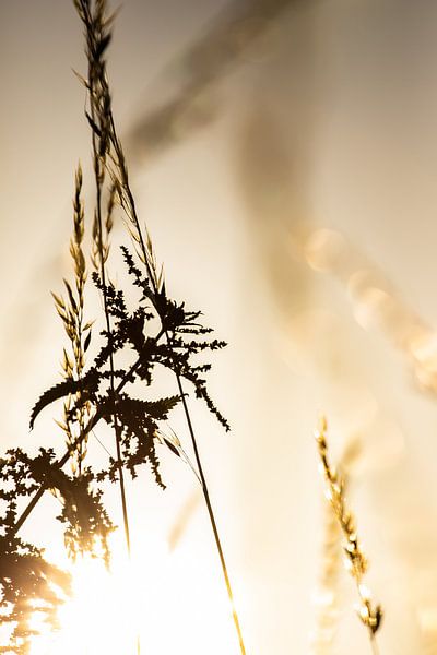Markelo vor Sonnenuntergang. von Frank Slaghuis