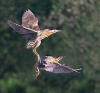 Two bitterns fly together over the reeds.