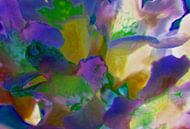 Blütenzauber van Peter Norden thumbnail