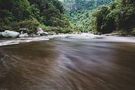 Rio Magdalena en bossen van Ronne Vinkx thumbnail