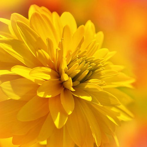Dahlia