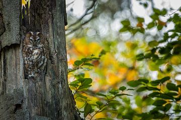 Sleeping beauty van Stijn Smits