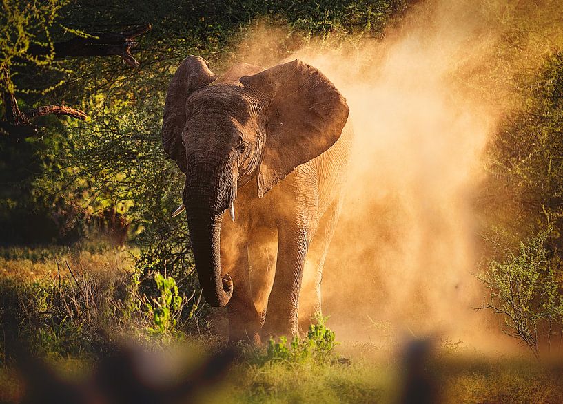 Elephant by Nicole Jagerman