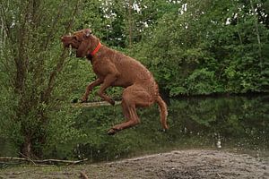 Wasserspiele am See mit einem braunen Magyar Vizsla Drahthaar Hund .