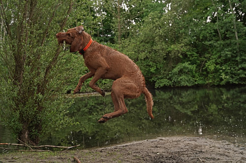 Water games at the lake with a brown Magyar Vizsla wirehaired dog .