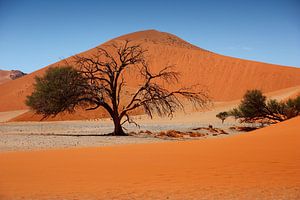 NAMIBIA ... Namib Desert Tree II von Meleah Fotografie