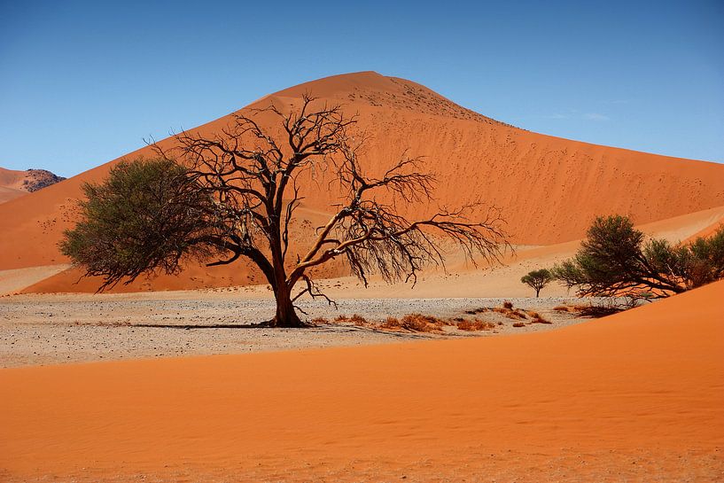 NAMIBIA ... Namib Desert Tree II by Meleah Fotografie