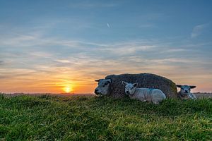 Agneaux Texel coucher de soleil sur Texel360Fotografie Richard Heerschap