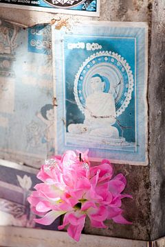 Verwandlung 1 - Buddha Flower Sri Lanka von Tessa Jol Photography