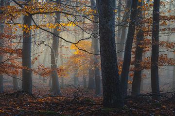 Zonlicht op de herfsttakken van Ate de Vries