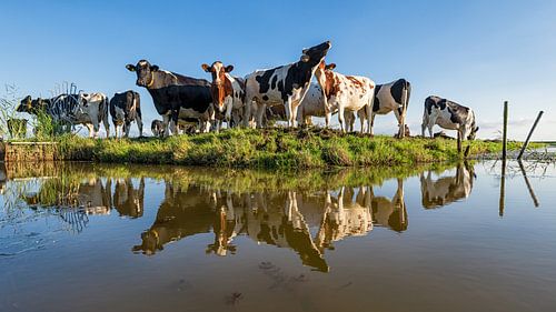 Kühe am Rande des Grabens