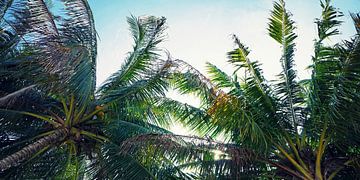 Palmbomen in Thailand