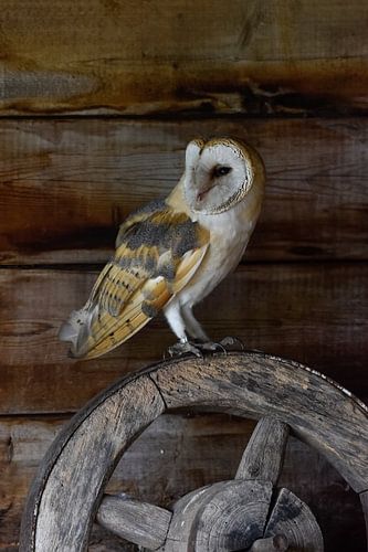 Kerkuil op houten wiel