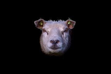 Tête de mouton