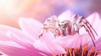 A spider in an enchanting setting of pink and white flowers