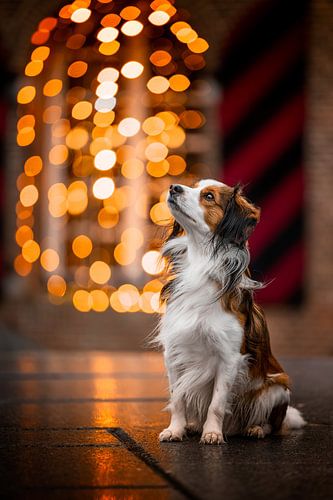 Un kooikerhondje sous les lumières de Noël