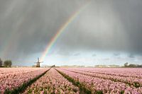 Regenboog met molen en roze hyacinten