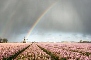 Regenboog met molen en roze hyacinten