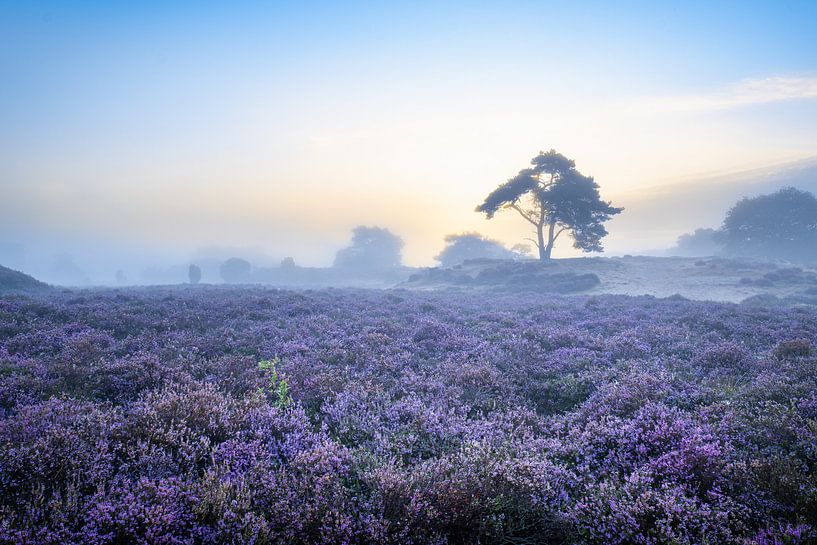 Heather par Marco Lok