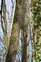 Two Woodpeckers In Heerde North Veluwe