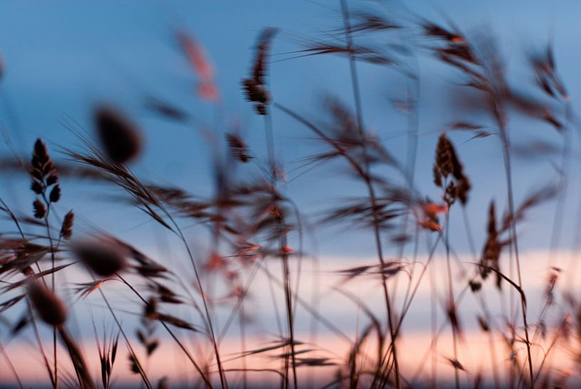 Wuivende grashalmen aan de kust, met zonsondergang  van Margo Schoote