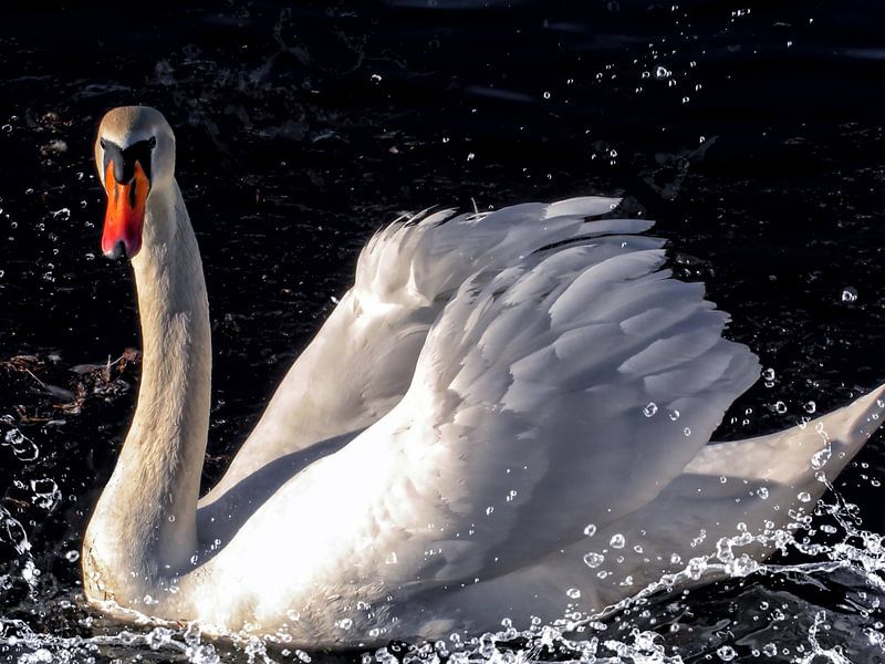 Cygne - Lac des cygnes par Christine Nöhmeier