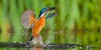 IJsvogel panorama van IJsvogels.nl - Corné van Oosterhout thumbnail