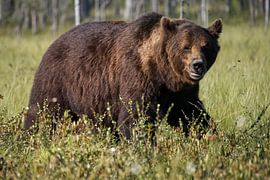 Bear in Finland by Miranda Kimenai-Beerens