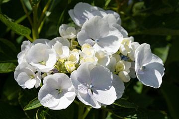 Hortensia, Hydrangea macrophylla van Alexander Ludwig