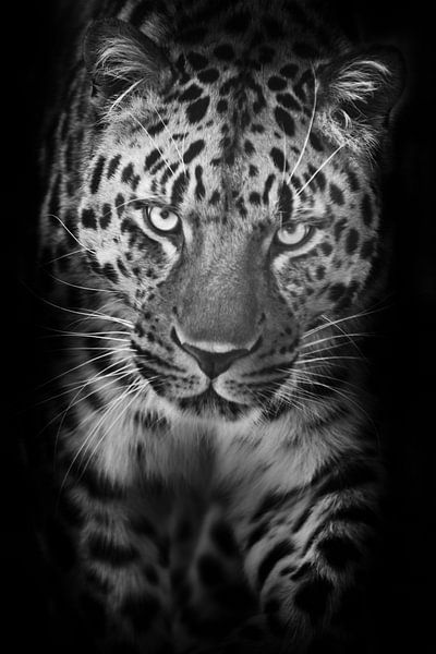 Vertikales Porträt eines schwarz-weißen Leoparden, der in der Nacht auf Sie zugeht, mit geneigtem Ko von Michael Semenov