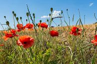 roter Klatschmohn im Gerstenfeld von GH Foto & Artdesign Miniaturansicht