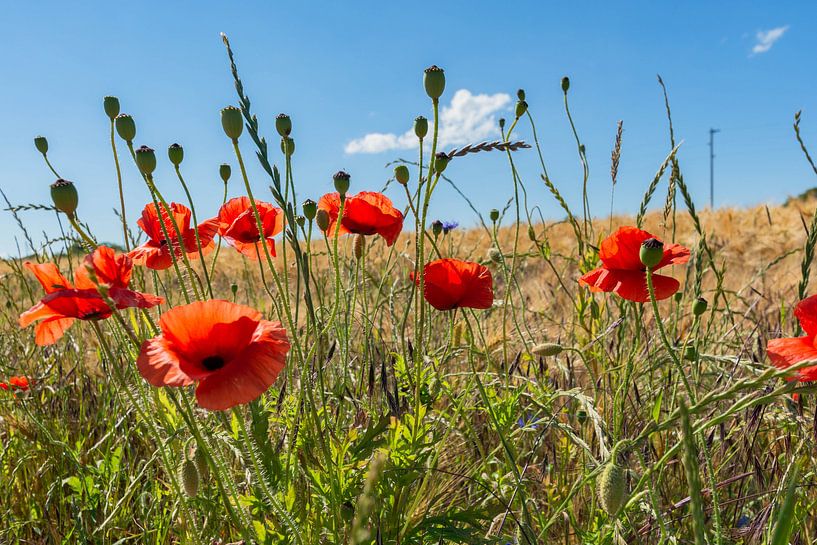 roter Klatschmohn im Gerstenfeld von GH Foto & Artdesign