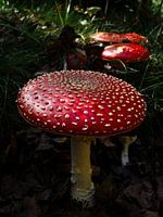 Fly agaric