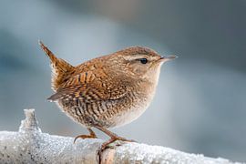 Troglodyte mignon (Troglodytes troglodytes) sur Christian Müringer