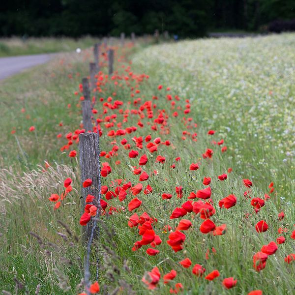 poppyfield by Jeannette Kliebisch