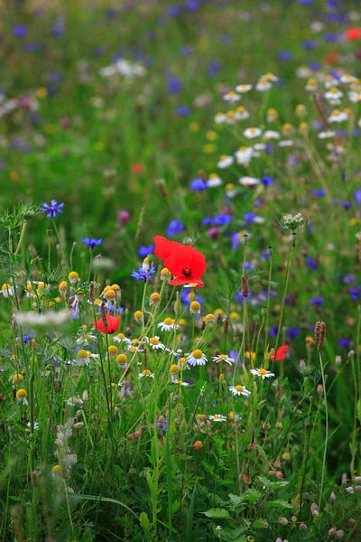 Mohnblume von Thomas Jäger