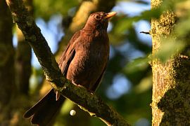 Merel doing his'n needs