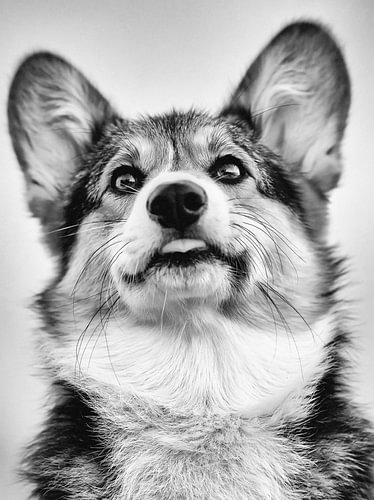 Witziges Corgi-Porträt in Schwarz-Weiß