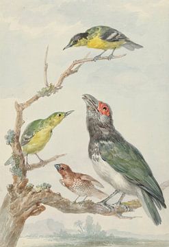 Vier verschiedene Vögel auf einem Ast, Aert Schouman