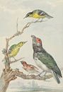 Vier verschillende vogels op een tak, Aert Schouman van Meesterlijcke Meesters thumbnail