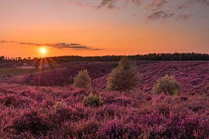Zonsondergang op de paarse heide met oranje zonnestralen in de lucht