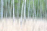 Among the trees by Remco Stunnenberg thumbnail