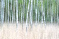 Tussen de bomen