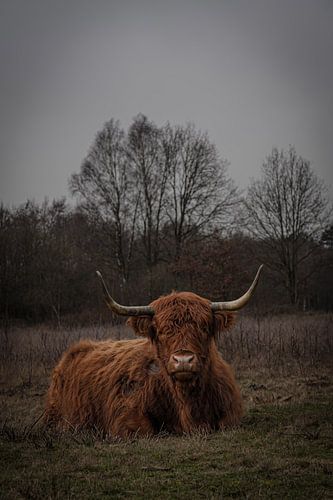hooglanders