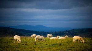 Moutons des Cotswolds