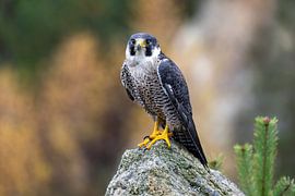 Ein Wanderfalke auf einem Stein von Teresa Bauer