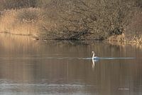 Swan in the beautiful surroundings of the Amsterdam Water Supply Dunes