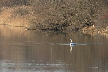 Zwaan in de prachtige omgeving van de Amsterdamse waterleiding duinen van Foto Nico