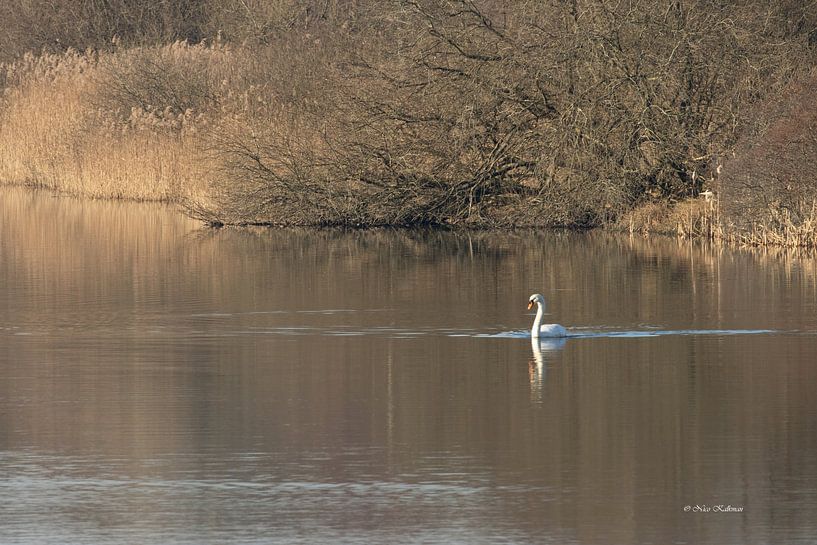 Swan dans le cadre magnifique des dunes d'Amsterdam Water Supply par Foto Nico