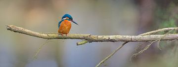 Kingfisher - Panorama by Kingfisher.photo - Corné van Oosterhout